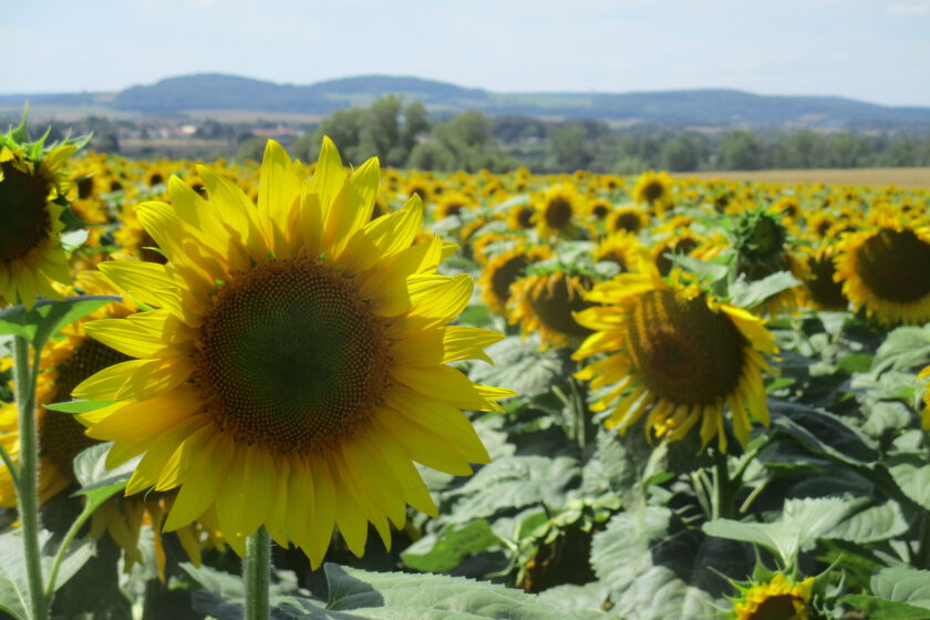 Sonnenblumenfeld in der Naehe von Metz